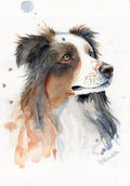 Australian Shepherd – Kunstdruck