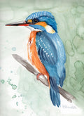 Eisvogel