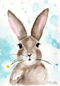 Hase