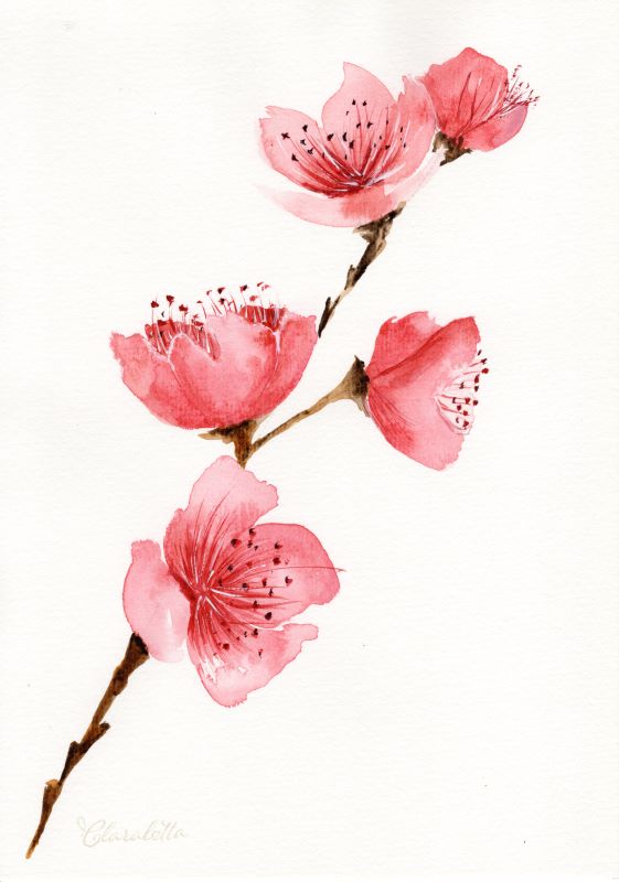 Kirschblüten