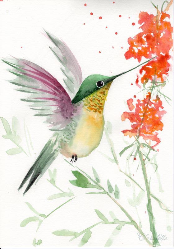 Kolibri