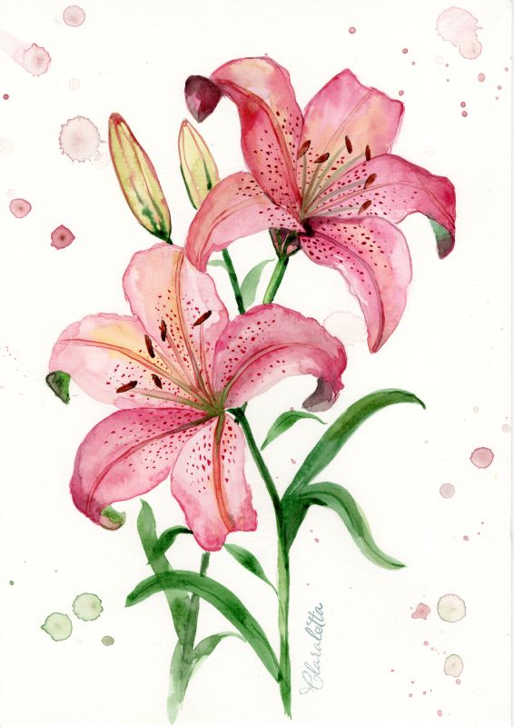 Lilien