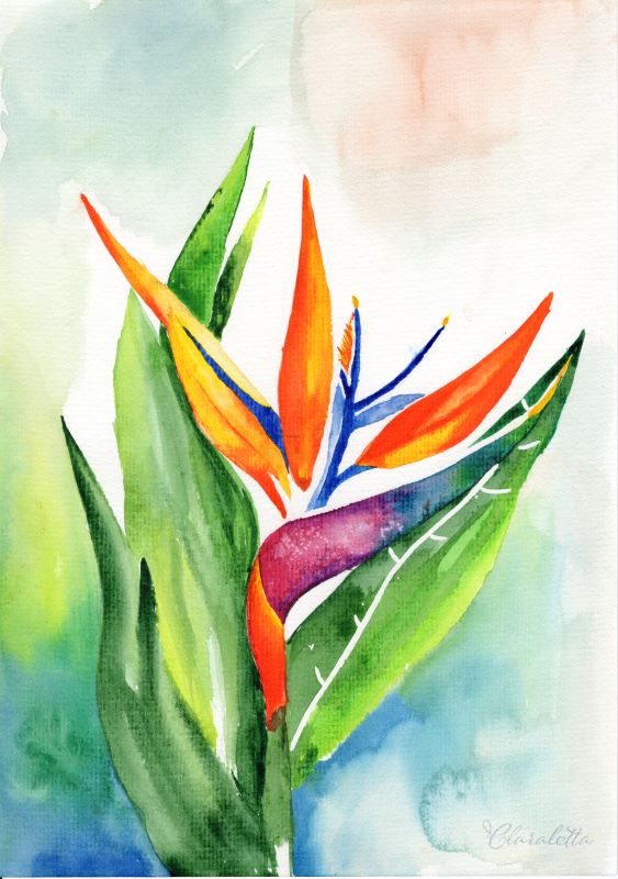 Papageienblume