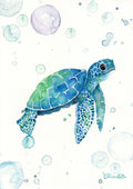 kleine Schildkröte